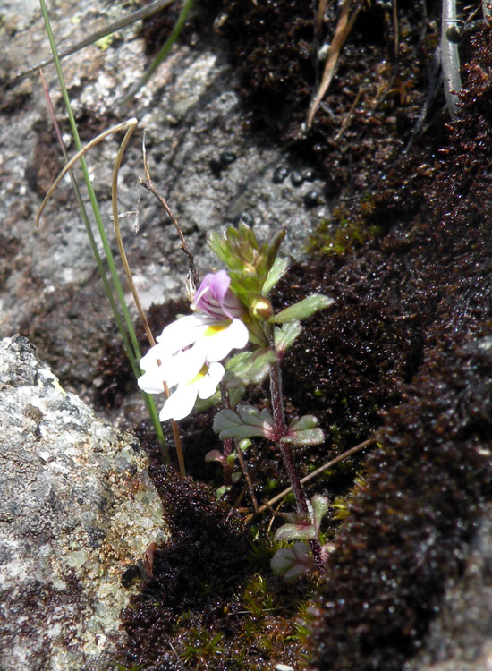 Euphrasia sp